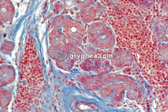 Glande lacrymale acini x100 - gryphea.com